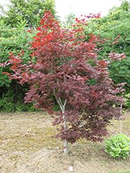 Red Emperor Japanese Maple (Acer palmatum 'Red Emperor') at Lakeshore Garden Centres