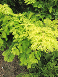 Gold Rush Dawn Redwood (Metasequoia glyptostroboides 'Ogon') at A Very Successful Garden Center