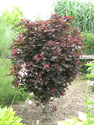 Crimson King Globe Norway Maple (Acer platanoides 'Crimson King Globe') at A Very Successful Garden Center
