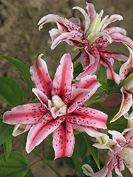 Magic Star Lily (Lilium 'Magic Star') at A Very Successful Garden Center