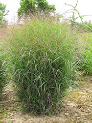 Prairie Sky Switch Grass (Panicum virgatum 'Prairie Sky') at A Very Successful Garden Center