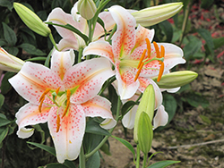 Salmon Star Lily (Lilium 'Salmon Star') at A Very Successful Garden Center
