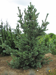 Cesarini Blue Limber Pine (Pinus flexilis 'Cesarini Blue') at A Very Successful Garden Center