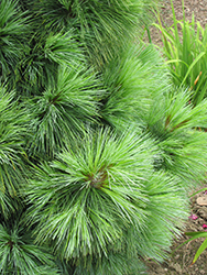 Wiethorst Hybrid Pine (Pinus x schwerinii 'Wiethorst') at Stonegate Gardens