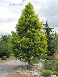 Gold Rush Dawn Redwood (Metasequoia glyptostroboides 'Ogon') at A Very Successful Garden Center