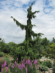 Green Arrow Nootka Cypress (Chamaecyparis nootkatensis 'Green Arrow') at A Very Successful Garden Center