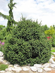 Clanbrassiliana Stricta Norway Spruce (Picea abies 'Clanbrassiliana Stricta') at Stonegate Gardens