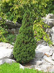 Jean's Dilly Spruce (Picea glauca 'Jean's Dilly') at A Very Successful Garden Center