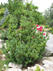 Diggy White Pine (Pinus strobus 'Diggy') at A Very Successful Garden Center