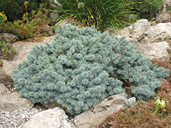 St. Mary's Broom Creeping Blue Spruce (Picea pungens 'St. Mary's Broom') at Stonegate Gardens