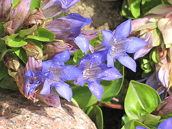 Dark Blue Summer Gentian (Gentiana septemfida 'Dark Blue') at Stonegate Gardens