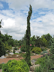 Van den Akker Nootka Cypress (Chamaecyparis nootkatensis 'Van den Akker') at A Very Successful Garden Center