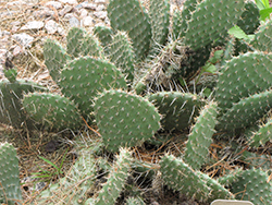 Prickly Pear Cactus (Opuntia polyacantha) at A Very Successful Garden Center