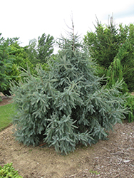 Doumet Black Spruce (Picea mariana 'Doumettii') at Stonegate Gardens