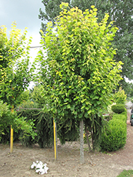 Wratislaviensis Linden (Tilia x europaea 'Wratislaviensis') at A Very Successful Garden Center