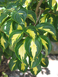 Gold Cup Chinese Dogwood (Cornus kousa 'Gold Cup') at Lakeshore Garden Centres