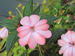 SunPatiens Compact Blush Pink New Guinea Impatiens (Impatiens 'SakimP013') at A Very Successful Garden Center