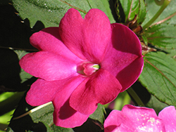 Infinity Dark Pink New Guinea Impatiens (Impatiens hawkeri 'Infinity Dark Pink') at A Very Successful Garden Center