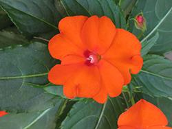 Infinity Orange New Guinea Impatiens (Impatiens hawkeri 'Visinforimp') at A Very Successful Garden Center
