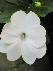 Infinity White New Guinea Impatiens (Impatiens hawkeri 'Visinfwhiimp') at A Very Successful Garden Center