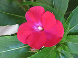 Infinity Cherry Red New Guinea Impatiens (Impatiens hawkeri 'Visinfchrimp') at A Very Successful Garden Center
