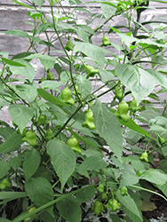 Bishops Crown Pepper (Capsicum baccatum) at A Very Successful Garden Center