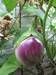 Rosa Bianca Eggplant (Solanum melongena 'Rosa Bianca') at A Very Successful Garden Center