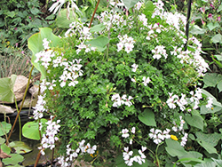 Glacier White Geranium (Pelargonium 'Glacier White') at A Very Successful Garden Center