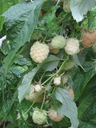 Golden Everest Raspberry (Rubus idaeus 'Golden Everest') at A Very Successful Garden Center