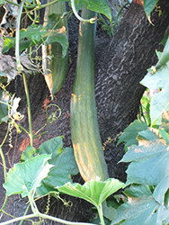 Luffa Gourd (Luffa cylindrica) at A Very Successful Garden Center