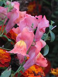 Montego Pink Snapdragon (Antirrhinum majus 'Montego Pink') at A Very Successful Garden Center