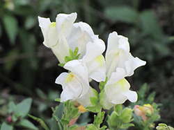 Montego White Snapdragon (Antirrhinum majus 'Montego White') at A Very Successful Garden Center