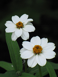 Crystal White Zinnia (Zinnia 'Crystal White') at A Very Successful Garden Center