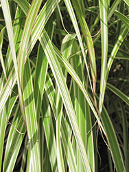 Morning Light Maiden Grass (Miscanthus sinensis 'Morning Light') at Stonegate Gardens
