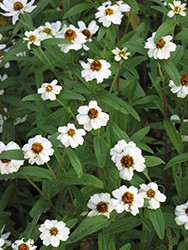 Crystal White Zinnia (Zinnia 'Crystal White') at A Very Successful Garden Center