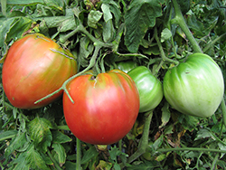Russian Oxheart Tomato (Solanum lycopersicum 'Russian Oxheart') at A Very Successful Garden Center