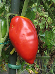 Howard German Tomato (Solanum lycopersicum 'Howard German') at A Very Successful Garden Center