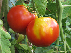 Primary Colors Tomato (Solanum lycopersicum 'Primary Colors') at A Very Successful Garden Center