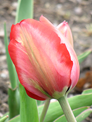 Menton Tulip (Tulipa 'Menton') at Lakeshore Garden Centres