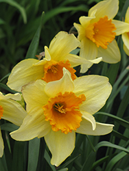 Fortune Daffodil (Narcissus 'Fortune') at A Very Successful Garden Center
