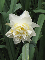 Obdam Daffodil (Narcissus 'Obdam') at A Very Successful Garden Center