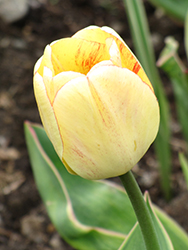 Garant Tulip (Tulipa 'Garant') at Lakeshore Garden Centres