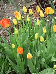 American Dream Tulip (Tulipa 'American Dream') at Lakeshore Garden Centres