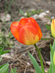 American Dream Tulip (Tulipa 'American Dream') at Stonegate Gardens