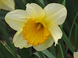 Fidelity Daffodil (Narcissus 'Fidelity') at A Very Successful Garden Center