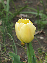 Ivory Floradale Tulip (Tulipa 'Ivory Floradale') at Stonegate Gardens