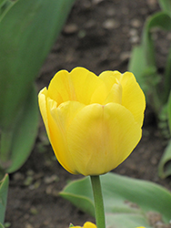 Golden Oxford Tulip (Tulipa 'Golden Oxford') at Stonegate Gardens