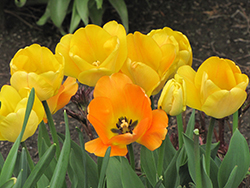 Daydream Tulip (Tulipa 'Daydream') at Stonegate Gardens