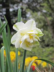 Borderlight Daffodil (Narcissus 'Borderlight') at Lakeshore Garden Centres