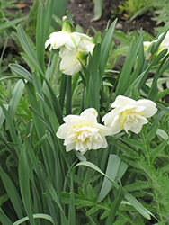Borderlight Daffodil (Narcissus 'Borderlight') at A Very Successful Garden Center